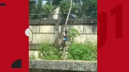 Foto ilustrativa do recinto da leoa no Parque Arruda Câmara após o incidente