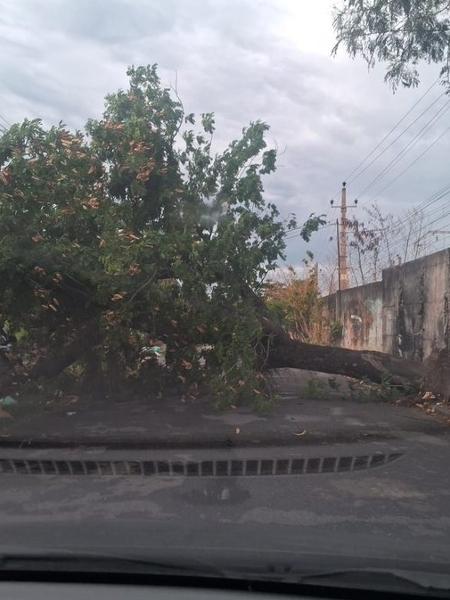 Foto de rajadas de vento causando danos em árvores no Rio de Janeiro